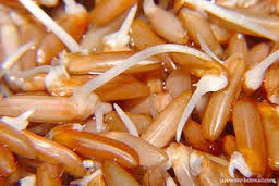 gạo mầm là gì